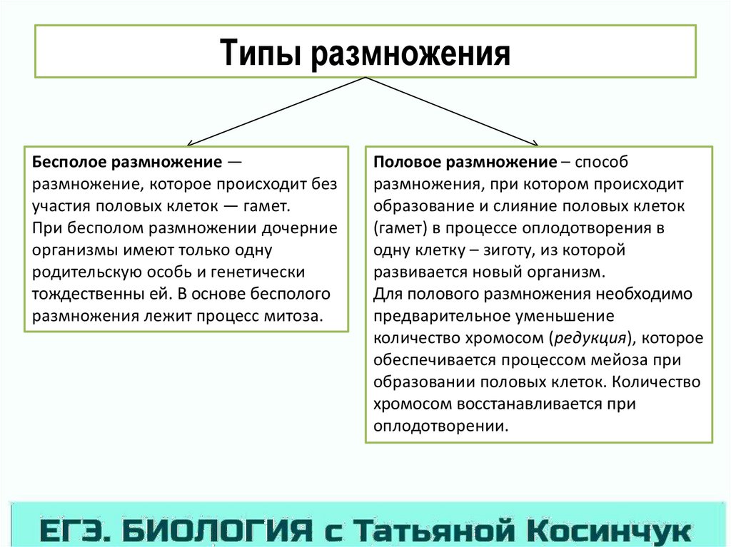 Виды размножения