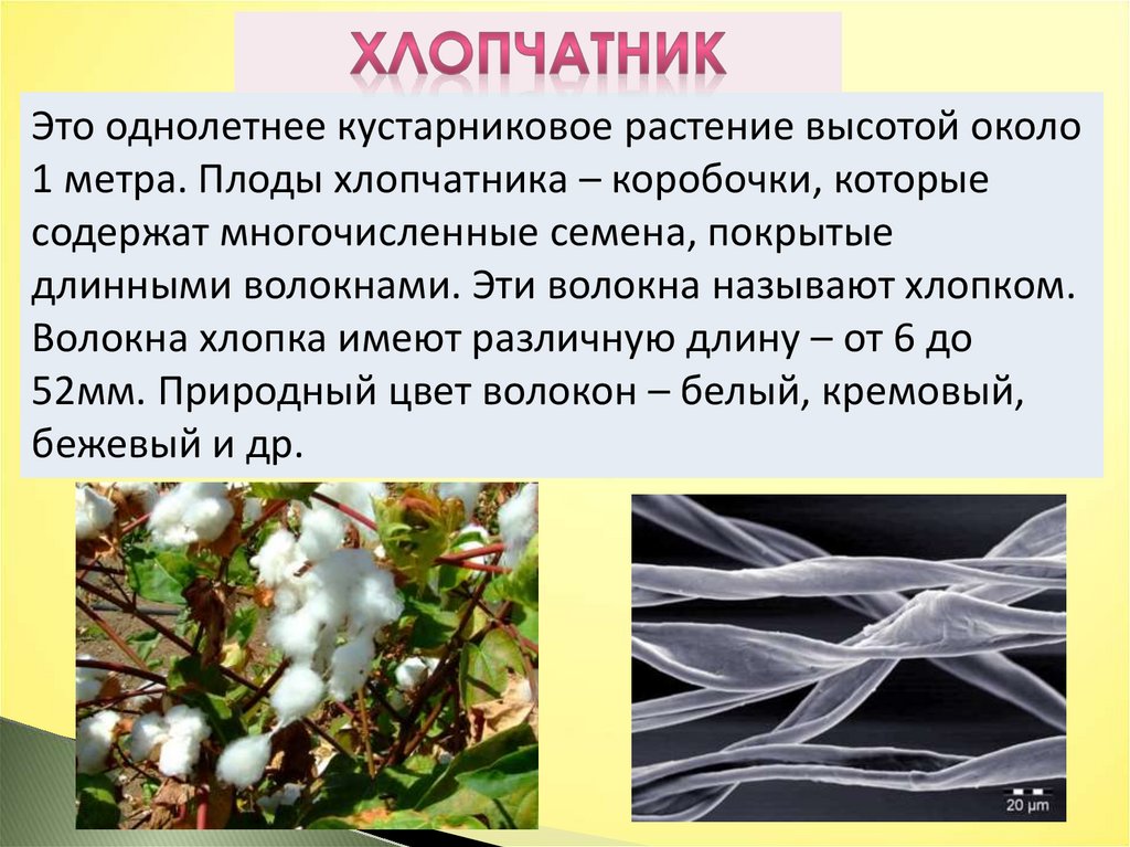 Растение для производства ткани