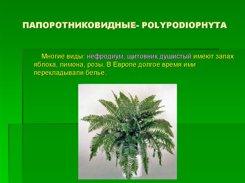 Три примера растений относящихся к папоротниковидные