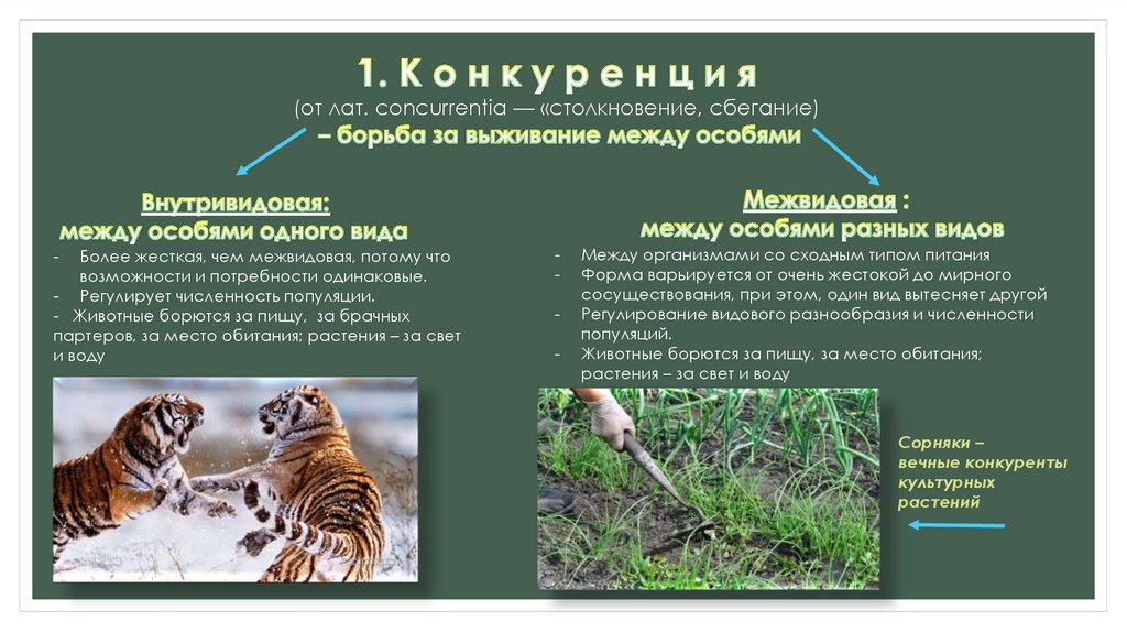 Какие отношения складываются между беркутом и джейраном. Типы взаимоотношений в природных сообществах. Конкуренция в природных сообществах. Человек и тигр Тип взаимоотношений. Вид взаимоотношения конкуренция животных про них тигры.