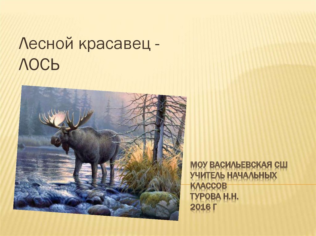 Рассказ о лосе. Лось презентация. Лесной красавец Лось. Презентация про лося 4 класс. Лось презентация 1 класс.