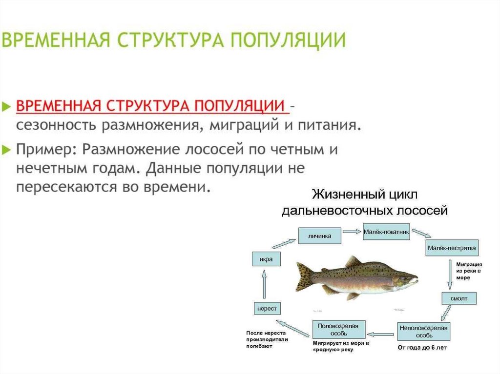 Функционирование популяций в природе презентация 9 класс