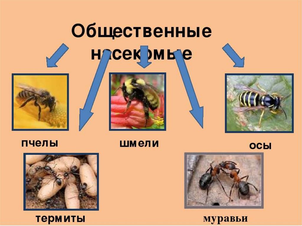 Класс насекомые пчелы и муравьи презентация 7 класс