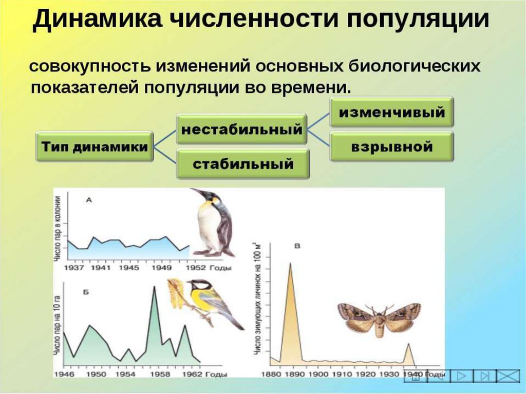 Колебания численности популяции презентация