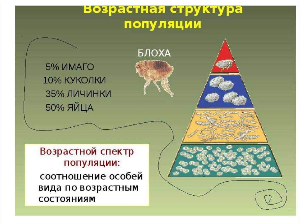 Экология популяций презентация