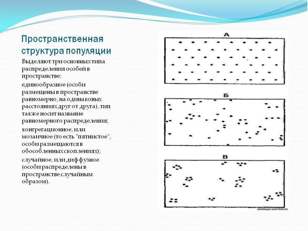 Обычно под структурой популяции понимают. Типы пространственного распределения особей популяции. Пространственная структура популяции схема. Типы распределения популяций в пространстве. Пространственная структура популяции рисунок.