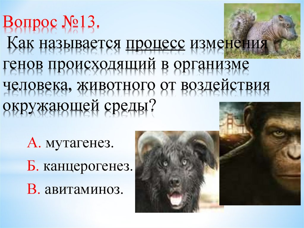 Вопрос №13. Как называется процесс изменения генов происходящий в организме человека, животного от воздействия окружающей