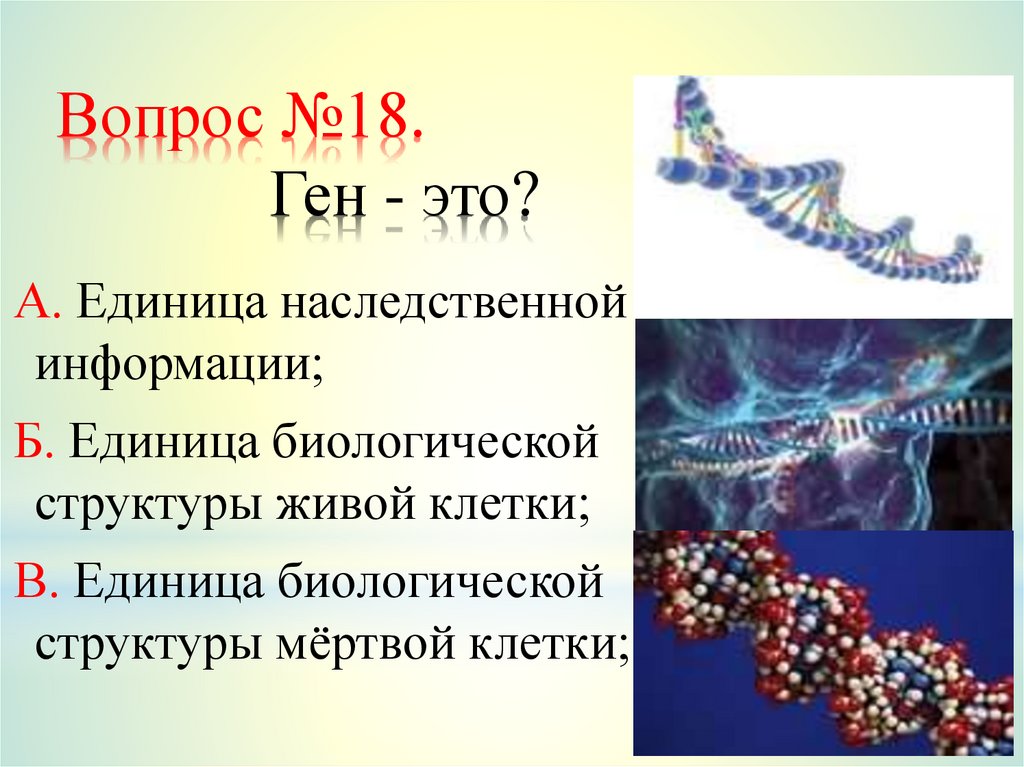 Вопрос №18. Ген - это?