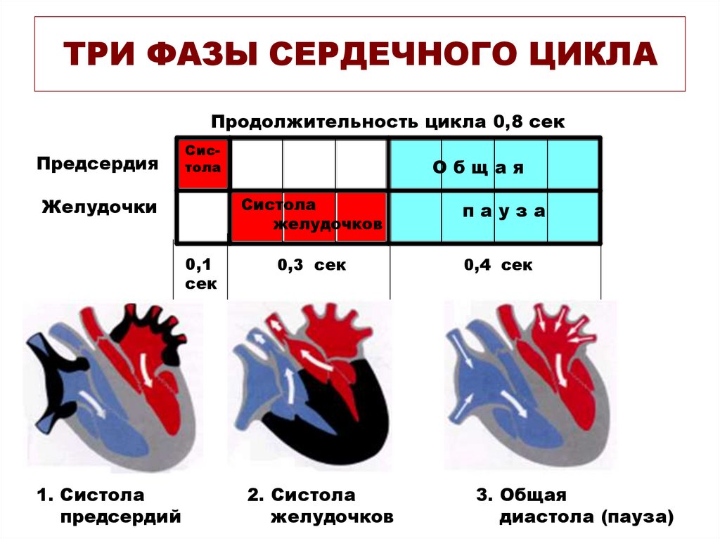 Как изменяется сердечный цикл во время физической