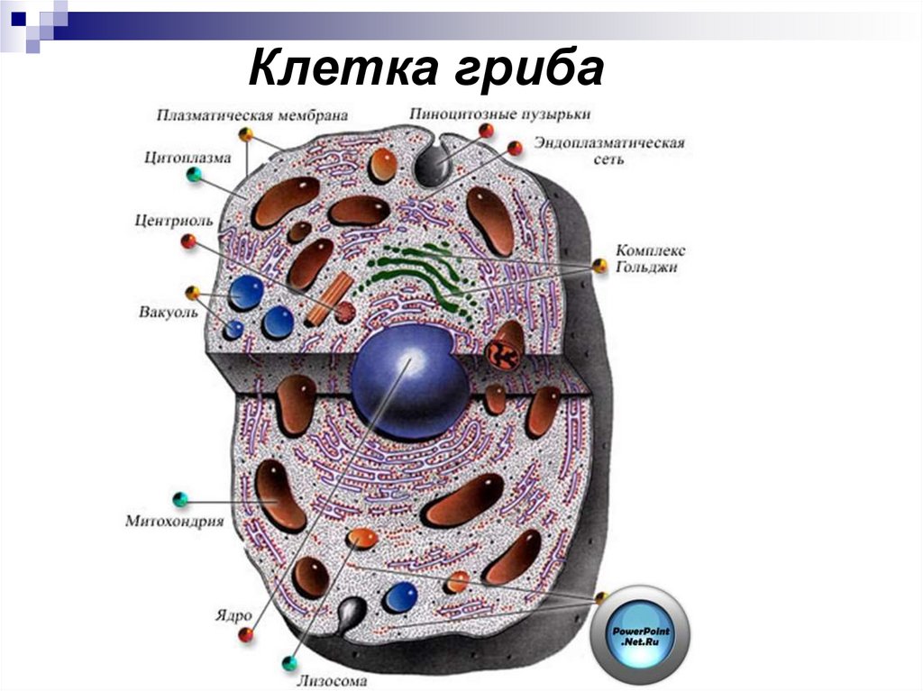 Мембраны клеток эукариот. Клетка — элементарная единица размножения и развития живого.. Строение строение животной клетки. Клетка элементарная единица организма строение клетки. Строение живой клетки.