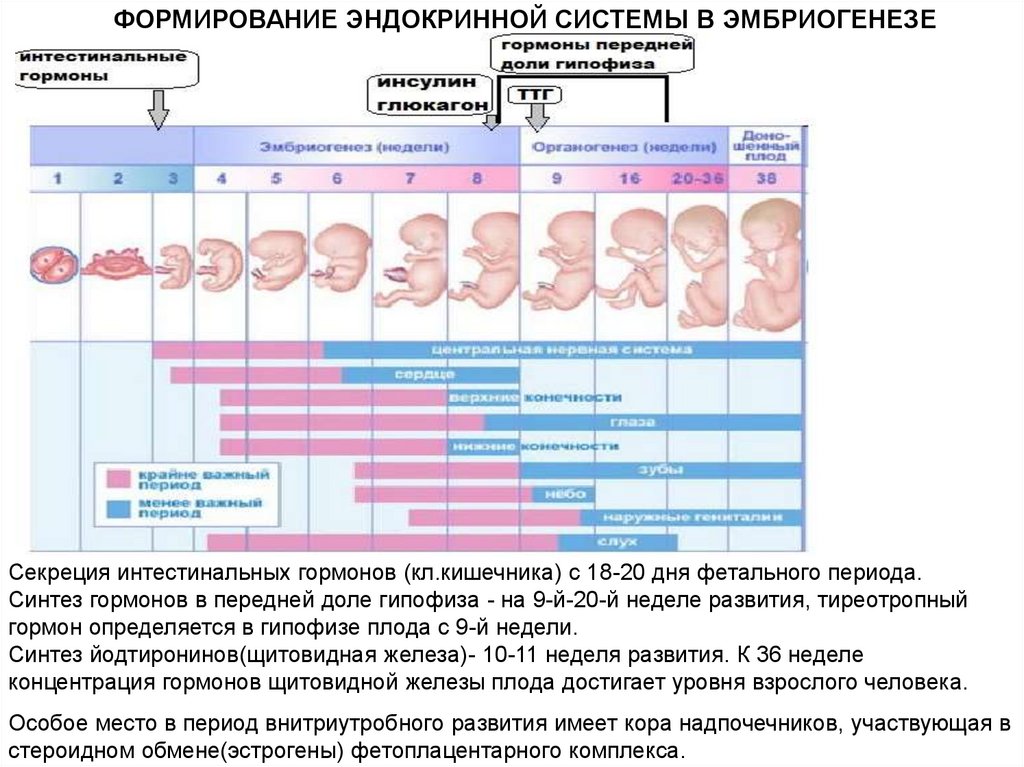 Период развития эмбриона и плода по неделям. Формирование плода по неделям. Стадии внутриутробного развития схема. Формирование надпочечников в эмбриогенезе. Стадии эмбрионального развития плода человека.