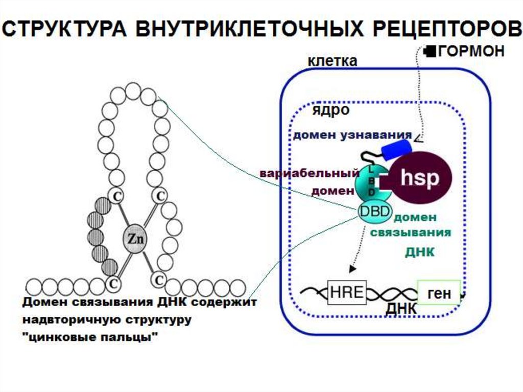 Гормоны строение механизм действия. Рецепторы гормонов биохимия. Структура гормонов биохимия. Механизмы действия гормонов биохимия таблица. Гормоны биохимия кратко.