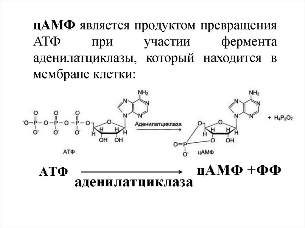 Продуктом является атф. Строение ЦАМФ биохимия. Реакция образования ЦАМФ из АТФ. ЦАМФ формула биохимия.