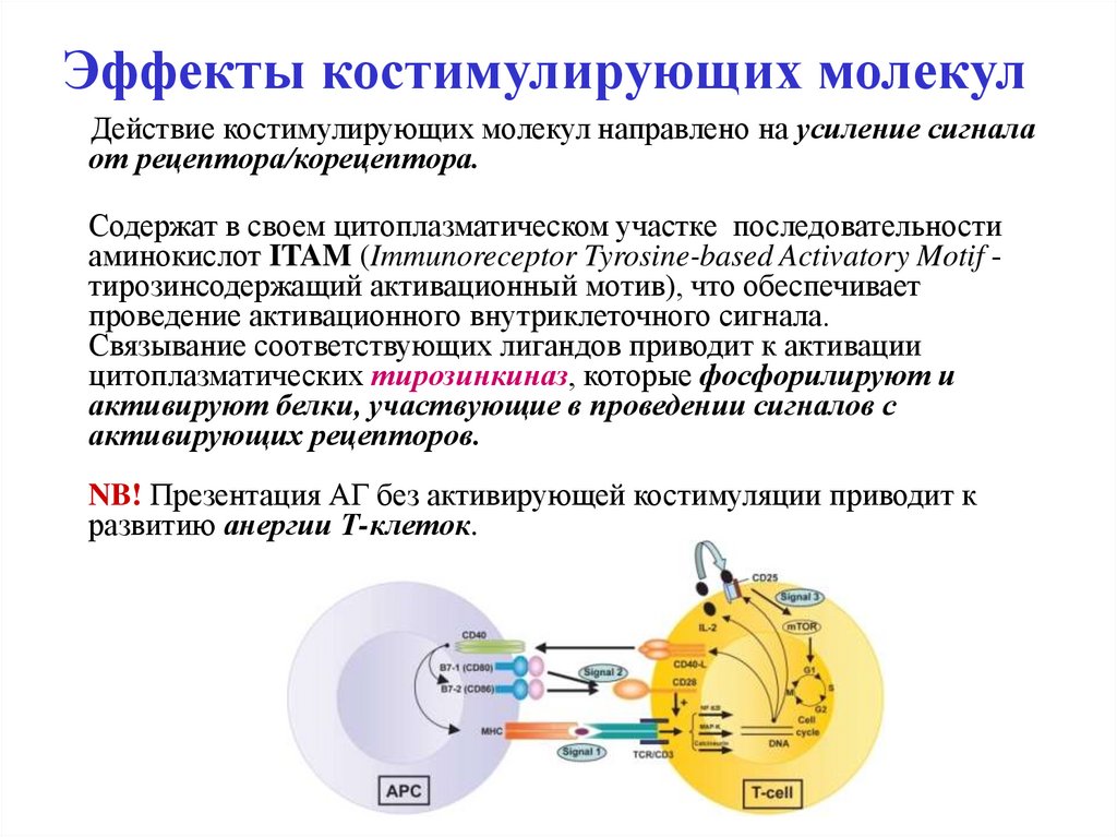 Регуляция иммунных процессов