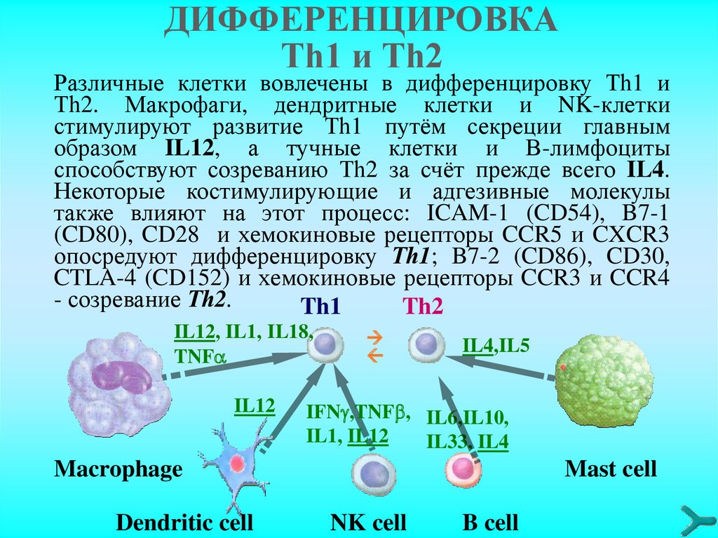 Регуляция иммунных процессов. Cd4+ клетки. Иммунология cd4+ клетка. Основные субпопуляции т-лимфоцитов. Эндолизосомальный клеточный путь..