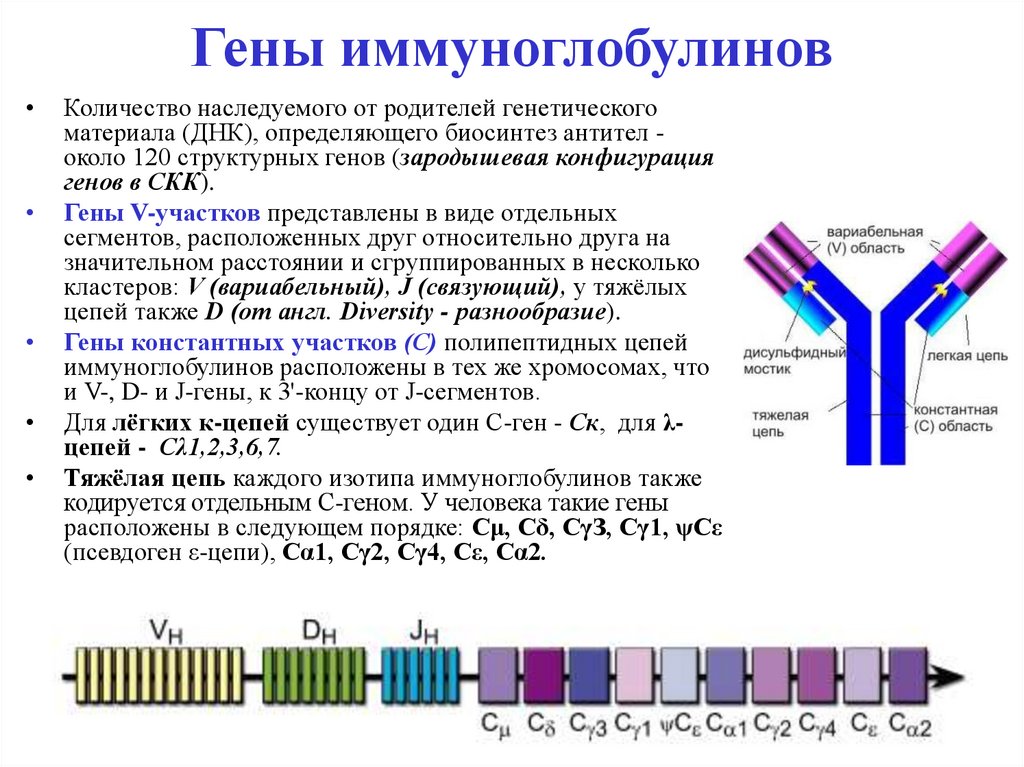 Регуляция иммунных процессов