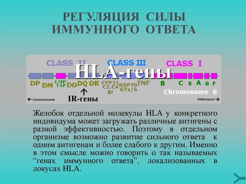 Регуляция иммунных процессов. HLA система. Молекула HLA 1 локализуется. 7. Регуляция иммунного ответа. Разобрать по плану молекулы hl.