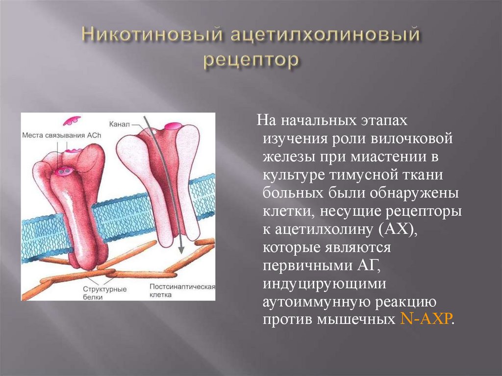 Ткань больно. Ацетилхолиновый Рецептор. Миастения ацетилхолиновые рецепторы. Никотиновый ацетилхолиновый Рецептор. Никотин и рецепторы.