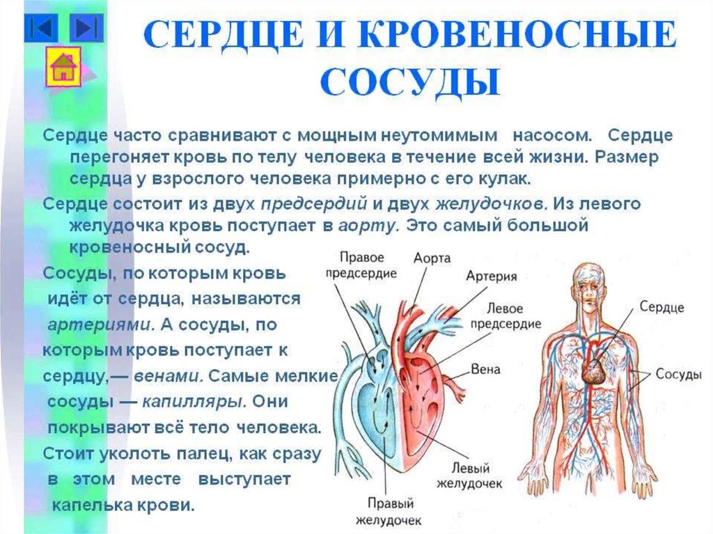 Сосудистая система человека образована сосудами трех. Сердце и кровеносные сосуды. Строение сердца и кровеносных сосудов. Сердце икровиносные сосуду. Сердце и кровеносные сосуды это органы.