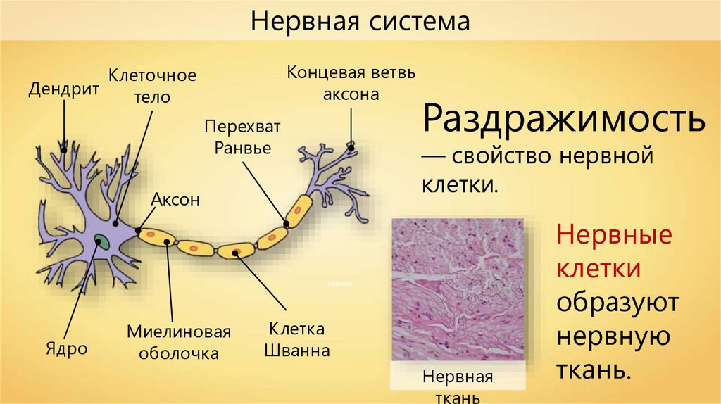 Нервные клетки какие свойства