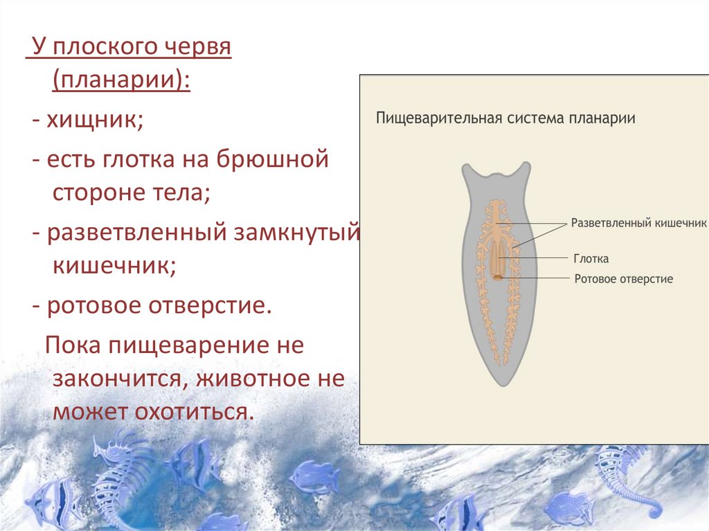 Сквозная пищеварительная система состоит из