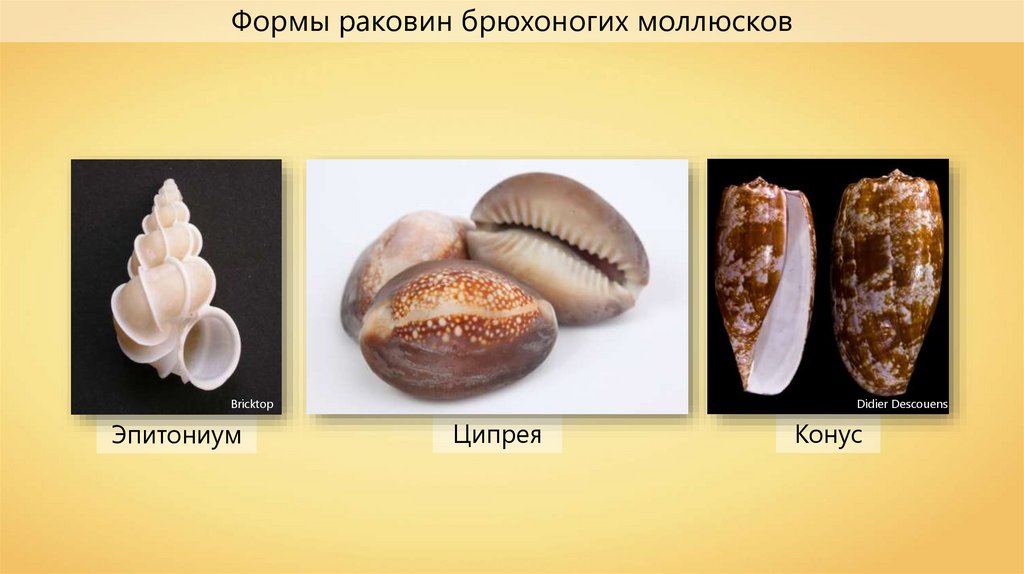 Моллюски форма раковины. Форма раковины брюхоногих моллюсков. Типы раковин брюхоногих моллюсков. Раковина брюхоногого моллюска. Раковины брюхоногих моллюсков эпитониум.