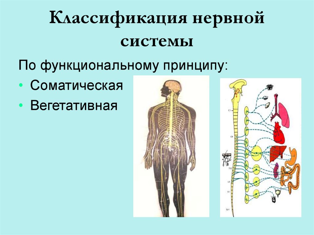 Функциональная анатомия вегетативной нервной системы презентация