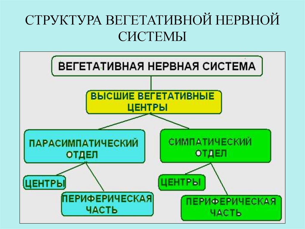 Общий план строения вегетативной нервной системы физиология