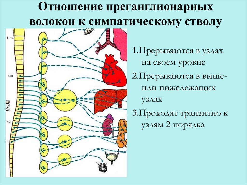 Функциональная анатомия вегетативной нервной системы презентация