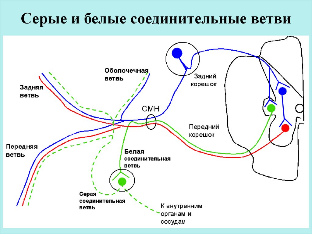 Ветвь это