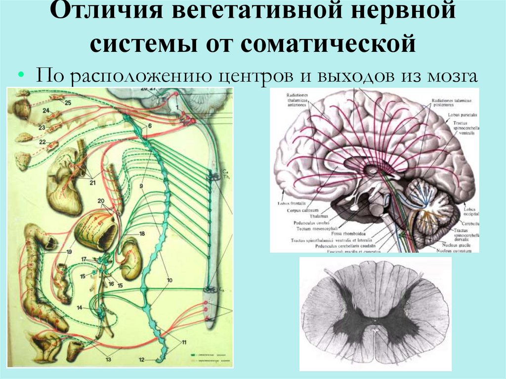 Соматический и вегетативный различия. Отличия вегетативной нервной системы от соматической. Отличия ВНС от соматической нервной системы. Соматическая и вегетативная нервная система отличия. Различия между вегетативной и соматической нервной системой.