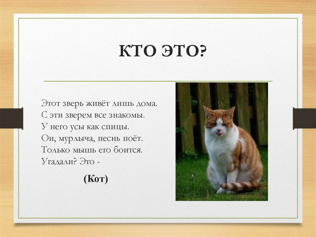 Котик 7