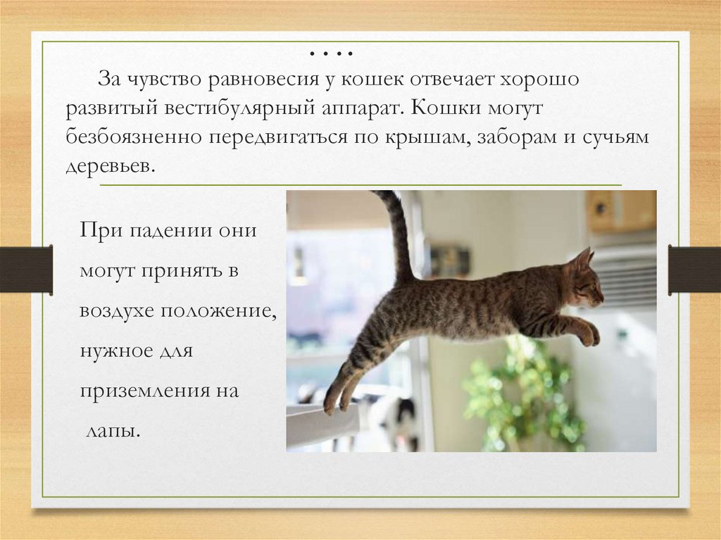 Кошки презентация 7 класс