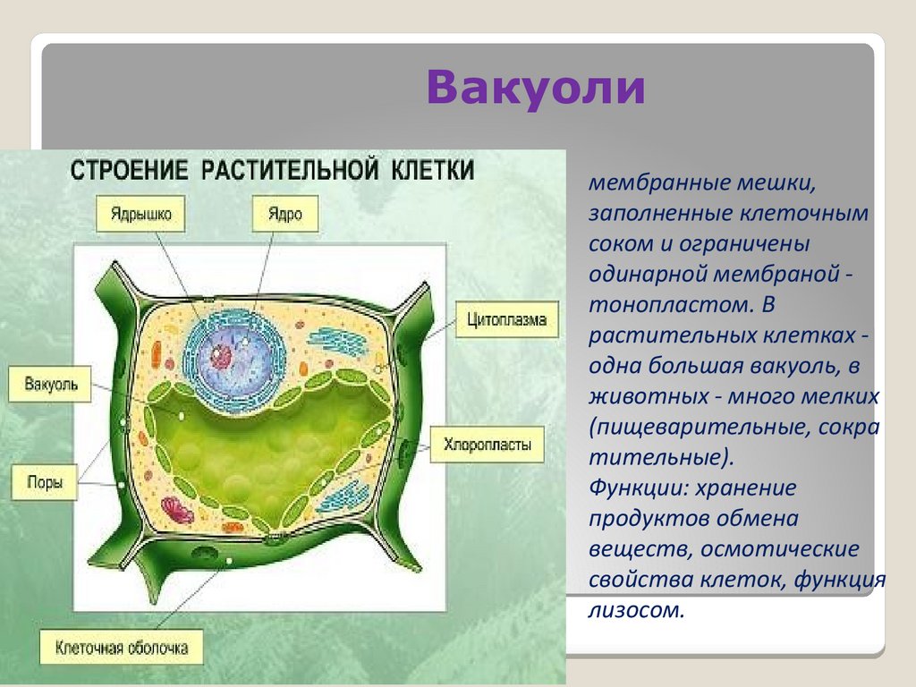 Какая вакуоль в растительной клетке. Функции вакуолей в растительной клетке. Органоид растительной клетки вакуоль. Вакуоли растительные структура клеток. Состав вакуоли растительной клетки.