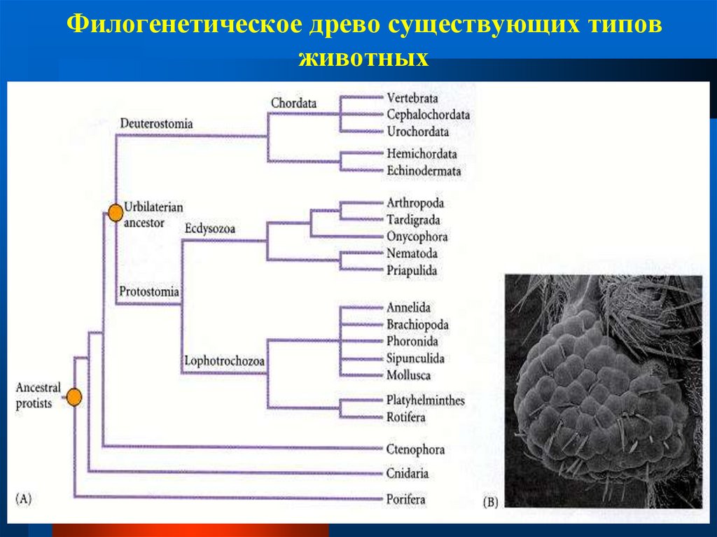 Древо цикл. Филогенетическое дерево. Филогегенетическое Древо. Филогенетическое Древо схема. Типы филогенетических деревьев.