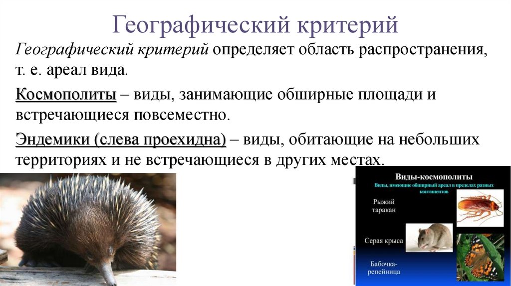 Ареал занимаемый видом в природе это критерий