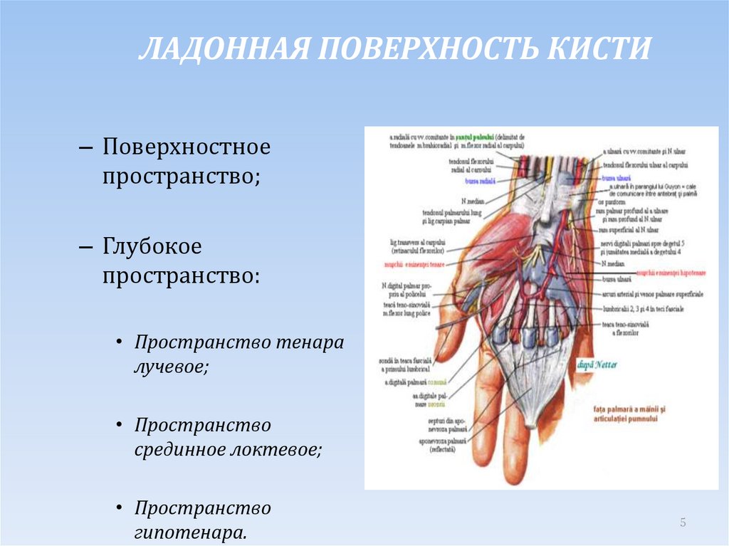 Ладонная поверхность кисти. Сухожилия ладонной поверхности кисти. Ладонная поверхность запястья. Мышцы кисти ладонная поверхность. Каналы ладонной поверхности запястья.