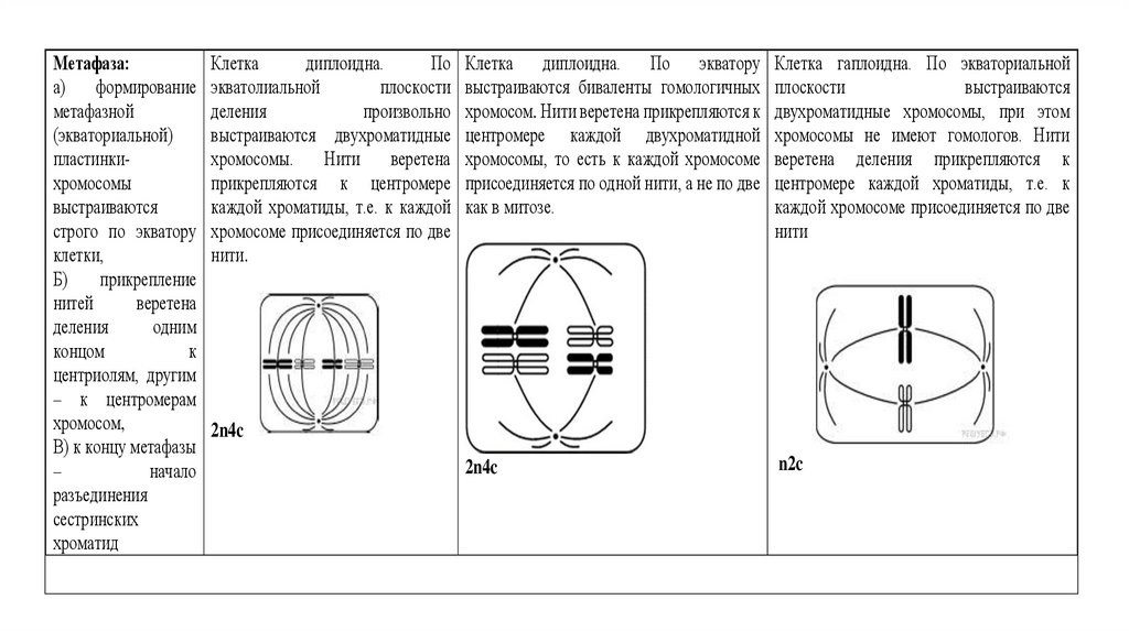 Митоз мейоз задания с картинками