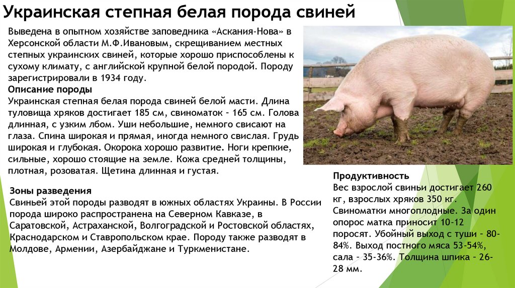 Разведение породы свиней Темпо