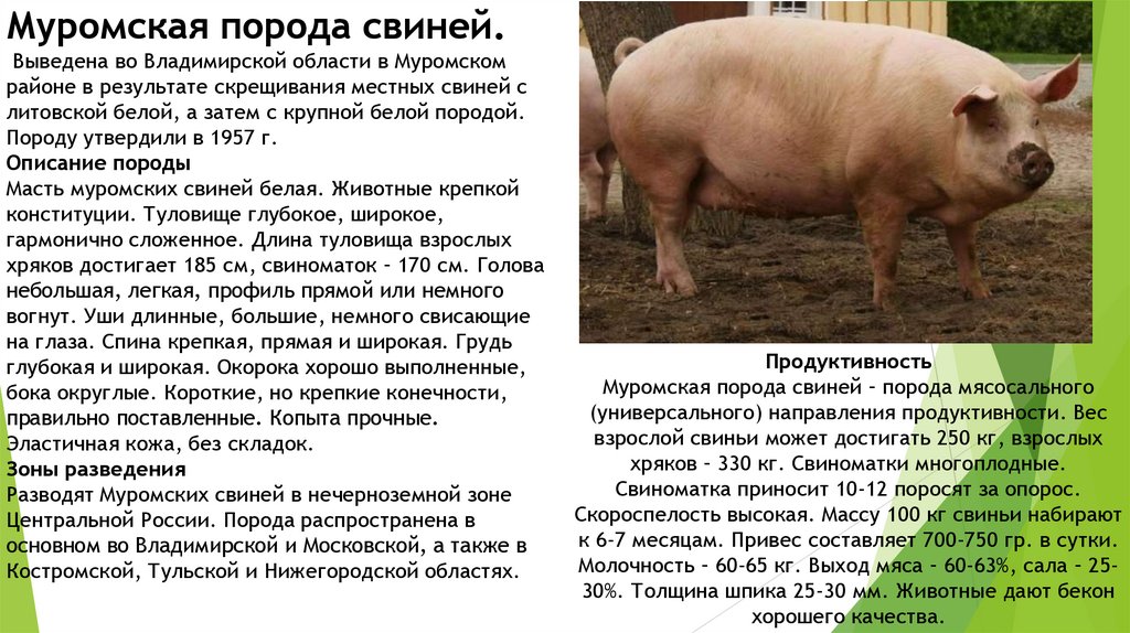 Темпо: описание породы свиней, характеристики, продуктивность, особенности содержания и разведения, отзывы