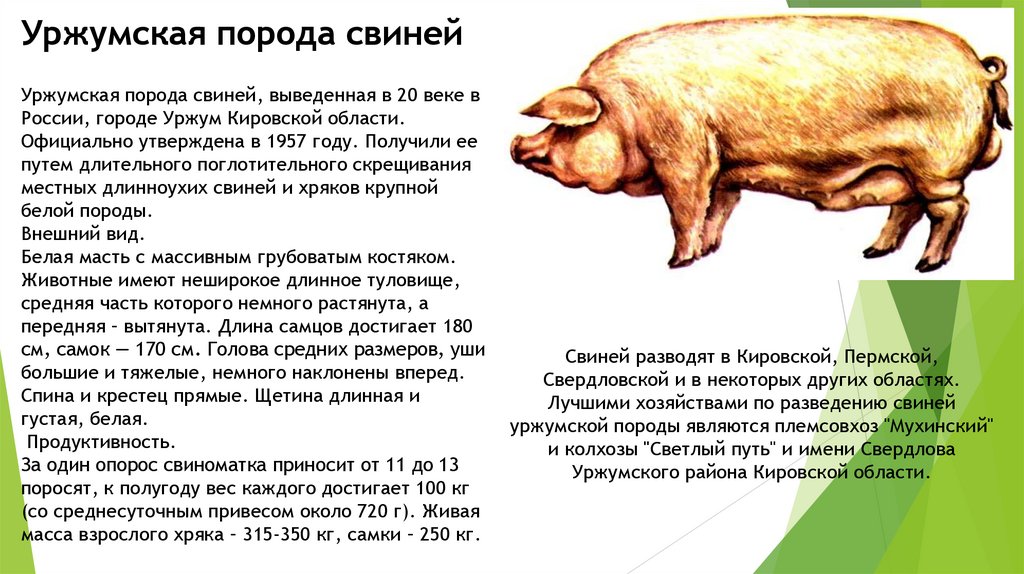 Описание породы свиней Темпо
