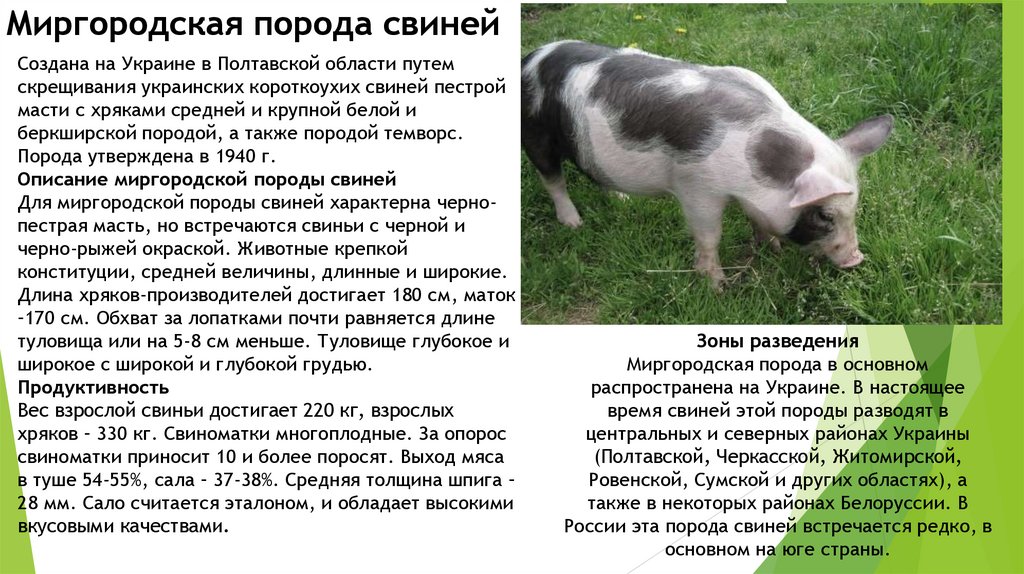 Свиньи пьетрен характеристика. Миргородская порода свиней. Характеристика свиньи. Северокавказская порода свиней. Миргородская порода свиней поросята.