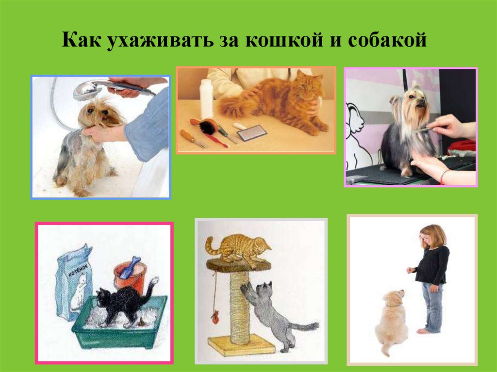 Учимся ухаживать за кошкой и собакой практическая. Как ухаживать за кошкой. Как ухаживать за домашними животными. Каку ухаживать за животными. Уход за кошками и собаками.