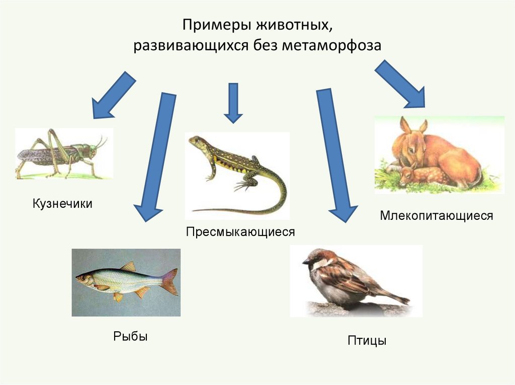 Презентация по биологии развитие животных с превращением и без превращения