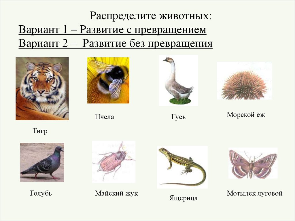 Презентация по биологии развитие животных с превращением и без превращения