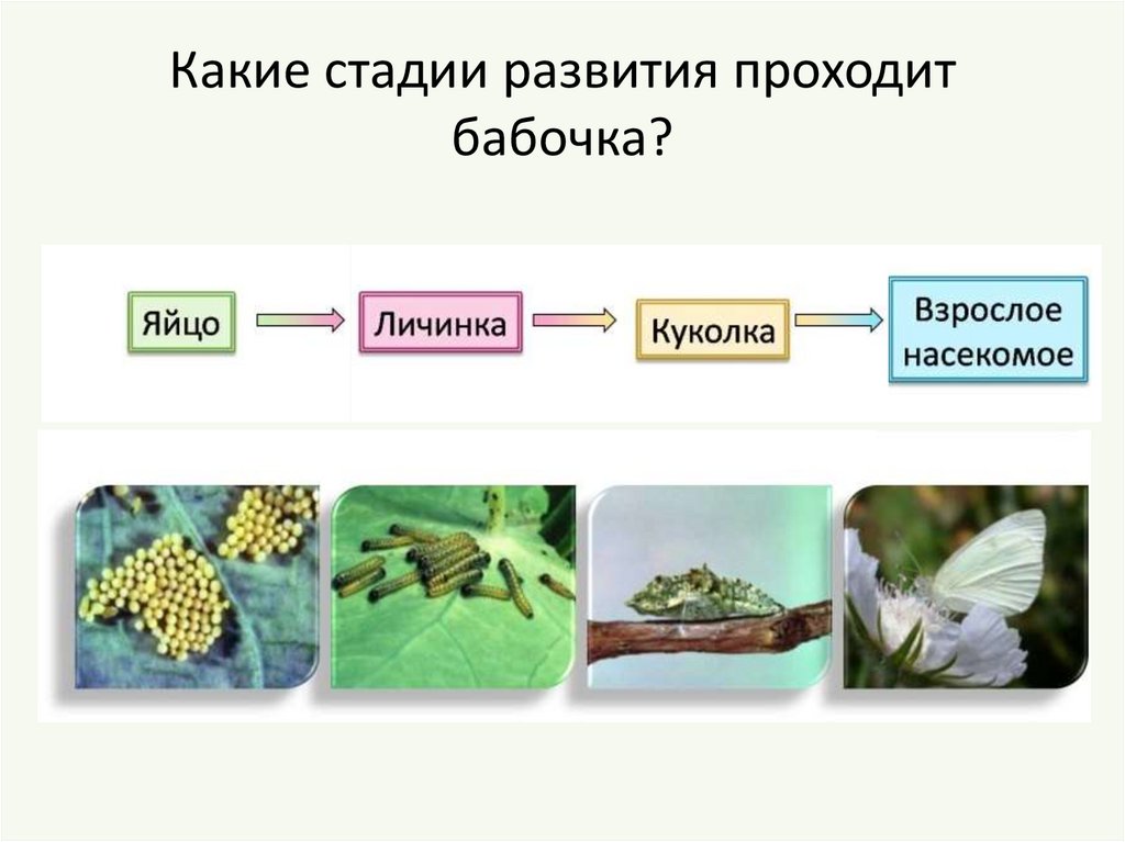 Типы развития животных 7 класс. Яйцо личинка куколка взрослое насекомое. Размножение насекомых 7 класс. Стадии развития животных. Яйцо личинка куколка бабочка.