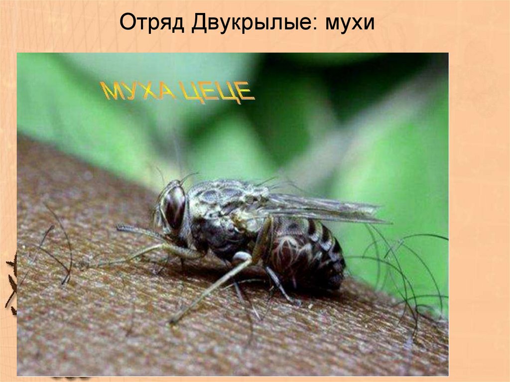 Основной хозяин муха цеце основной хозяин человек. Муха ЦЕЦЕ В Африке. Личинки мухи ЦЕЦЕ В человеке. Муха ЦЕЦЕ размер.