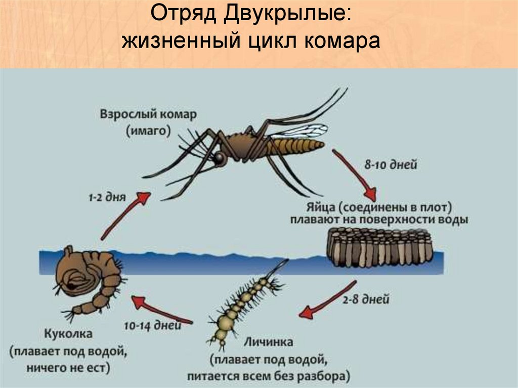 Развитие комара. Цикл развития комара обыкновенного. Жизненный цикл комара Пискуна. Жизненный цикл комаров рода Culex и Anopheles. Личинка комара стадии развития.