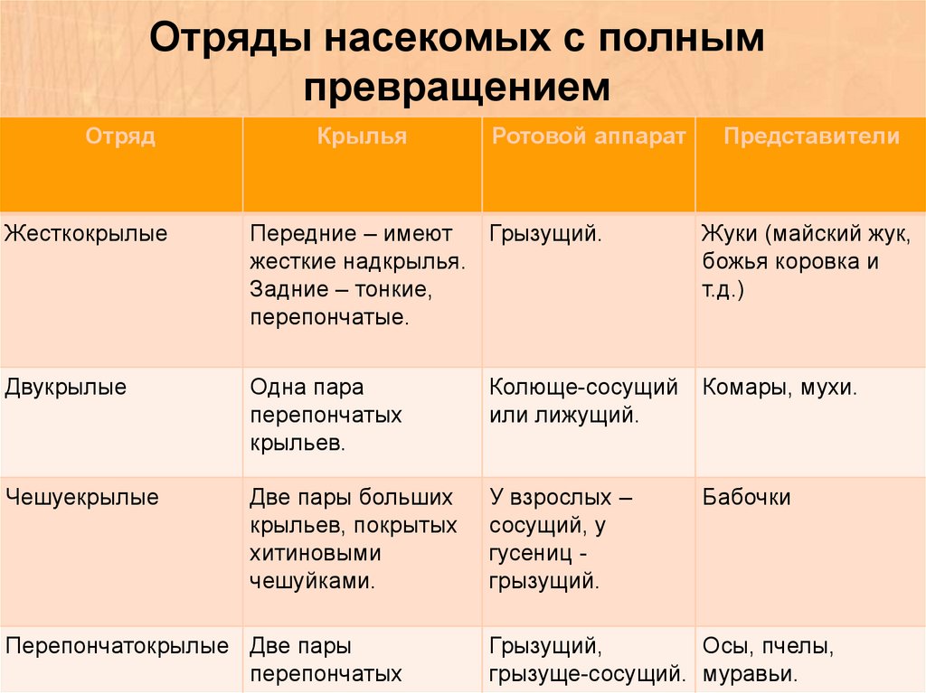 Отряды насекомых превращение