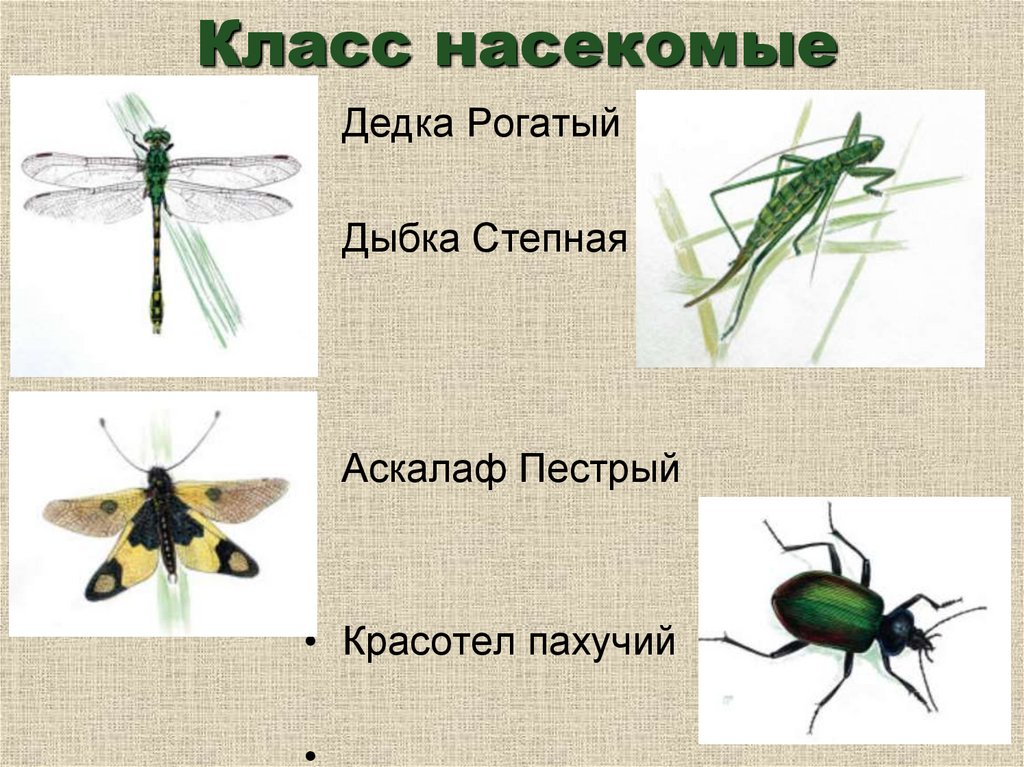 Насекомые красной книги Челябинской области. Насекомые Ростовской области. 10 Насекомых. Дыбка Степная презентация.